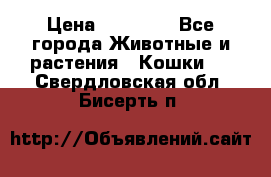 Zolton › Цена ­ 30 000 - Все города Животные и растения » Кошки   . Свердловская обл.,Бисерть п.